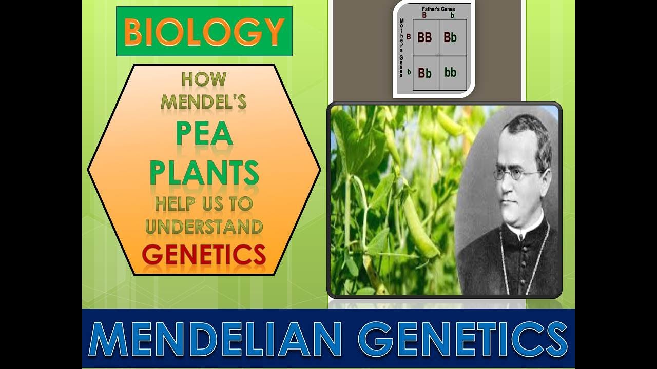 mendelian-genetics-youtube