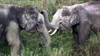 Video thumbnail of "Kamahl - The Elephant Song"