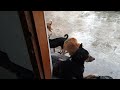 cute dog family #animallove #villagelive