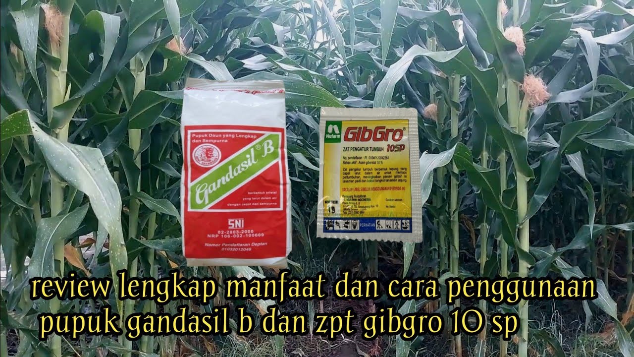 manfaat dan cara penggunaan pupuk gandasil B dan zpt gibgro 10sp pada jagung