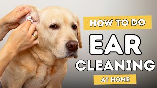 Ear Cleaning For Dogs and Cats