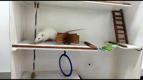 Rata albina completa laberinto de 4 pisos.