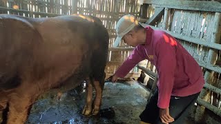 PENANGANAN SAPI BENTOL-BENTOL DAN KAKI BENGKAK TERKENA PENYAKIT LATO-LATO ATAU LUMPY SKIN DISEASE