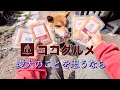 レオくん今回はどうなの？手作りドッグフードのココグルメ参戦✨