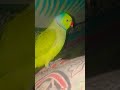 #parrot #talkingparot #parrotplaytime #nonstoptalkingparrot