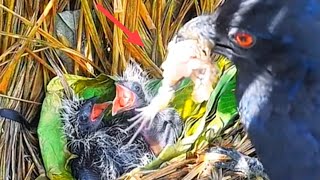 BERULAH LAGI, LIHAT MAKANAN BAYI BURUNG INI