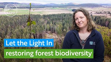 Laat het licht binnen - het herstellen van een natuurlijke balans van boomsoorten bij RSPB Abernethy