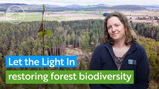 Let The Light In - Restoring A Natural Balance Of Tree Species At Rspb Abernethy