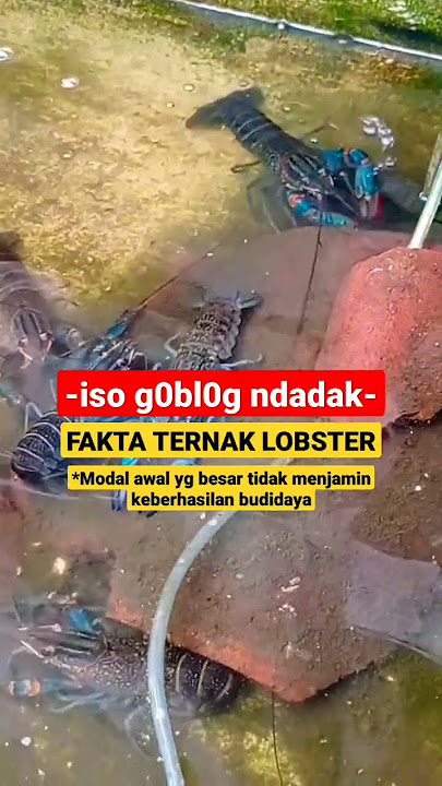 FAKTA Budidaya Lobster Air Tawar, Modal Awal Ternak Lobster #shorts #budidaya #lobsterairtawar