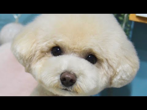 妹犬が兄犬とおそろいのカットでお姫様になって帰ってきました♪