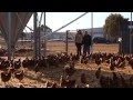 Australian egg farmer profile: Dion Andary