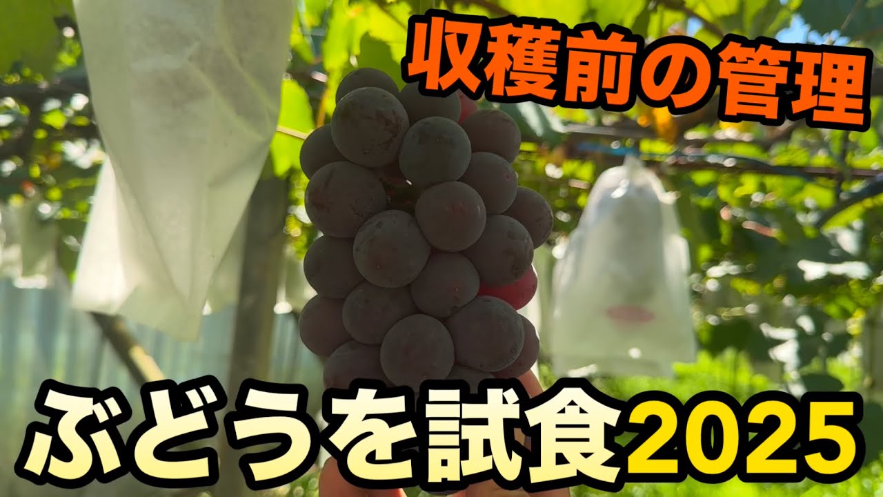 収穫前！！ぶどうの試食やってみよう〜収穫前の管理でおいしいぶどうを収穫しよう〜2025-07-26