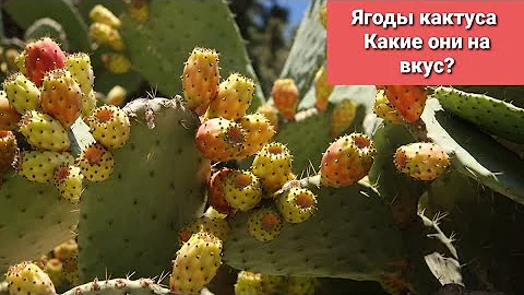 Ягоды кактуса/Опунция/Как есть плоды кактуса?