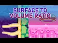Specialized Cells and Surface Area to Volume Ratio Quiz