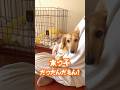 末っ子🐶 #ミニチュアダックス #ビションフリーゼ