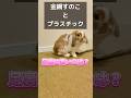 【99%が誤解してる】うさぎの足裏に金網ケージは本当に有害なのか? #うさぎ #bunny #ホーランドロップ #ロップイヤー #shorts