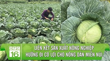 Liên kết sản xuất nông nghiệp - hướng đi có lợi cho nông dân miền núi | VTC16