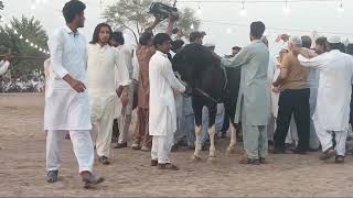 horse Dance Competition||Ghoda Naatch||Ghoda Dance Pakistan