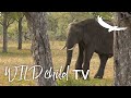 WILDchild TV | Becoming a Ranger | Learn About Trees: The Marula | Episode Two