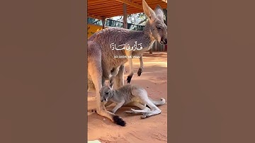 هذا خلق الله ~ سورة لقمان اية11 #اجر_لي_ولكم #اكسبلور #المصحف #quran #دويتو #قران_كريم