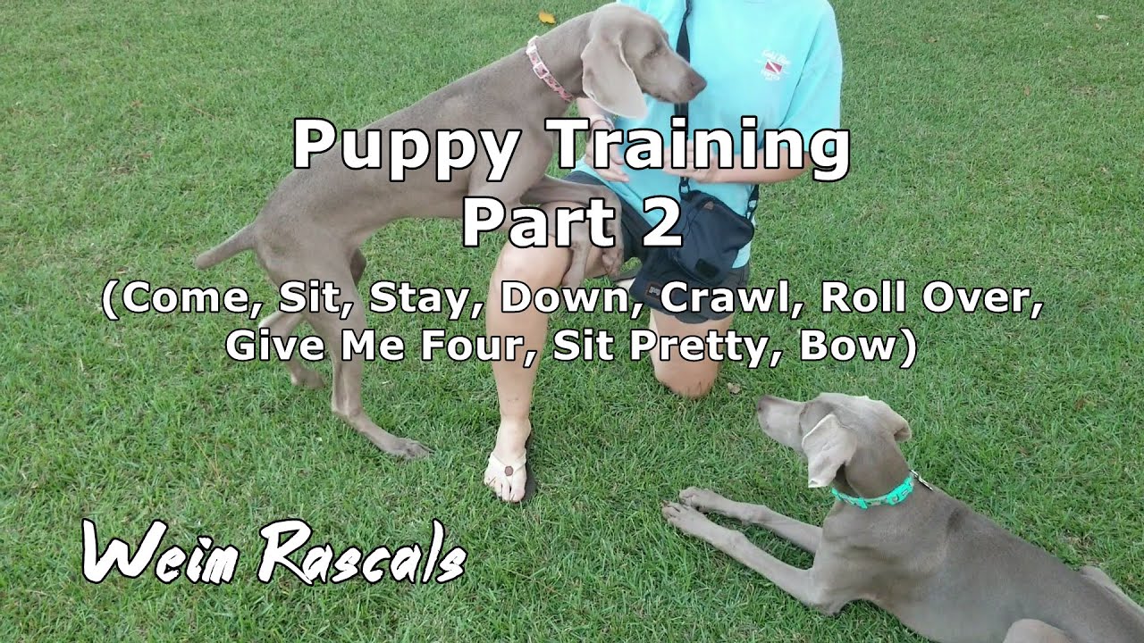 Weimaraner Puppies Training Part 2 YouTube