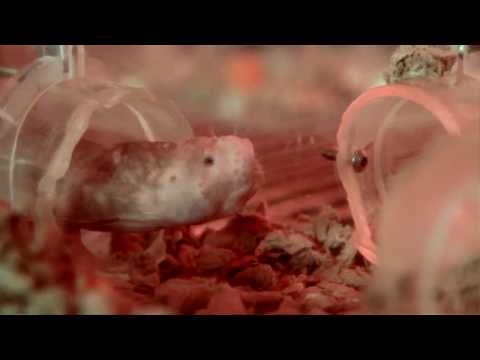 The Inner Beauty of Naked Mole Rats
