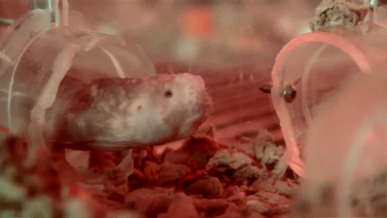 ⁣The Inner Beauty of Naked Mole Rats