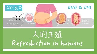 [DSE BIO - 課文重點] 28分鐘講完【人的生殖 Reproduction in humans】！