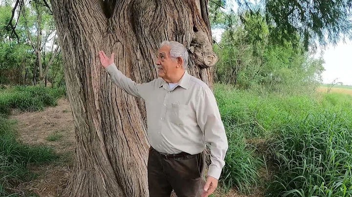 One of the Wonders of the World—Montezuma Cypress Tree - DayDayNews