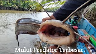 Ganasnya Predator Monster Ikan Sembilang Terbesar yang saya dapat #mancingmalam