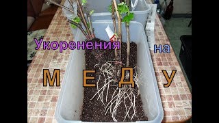 Виноград .Укоренения черенков на меду .