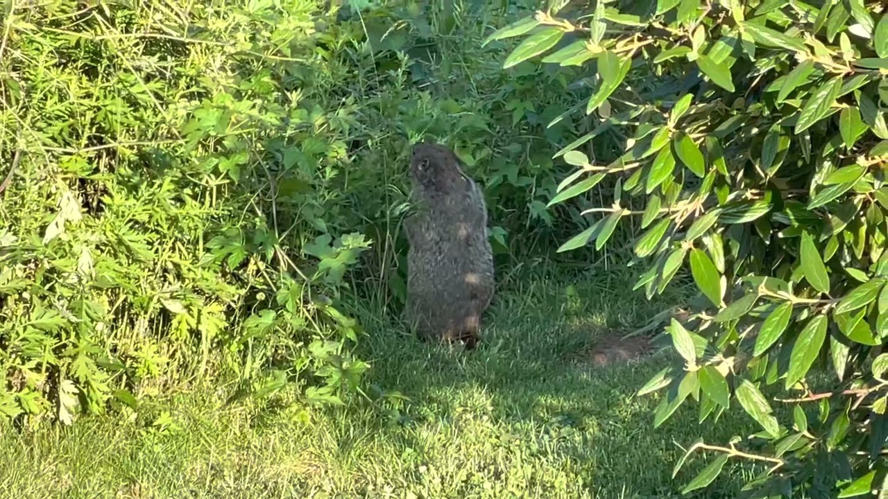 Beaver eating leaves