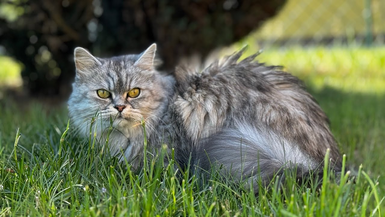 Ciciu | Nature Cat 🌱[4K] - YouTube