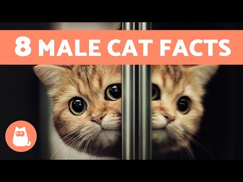 8 SURPRISING FACTS About MALE CATS 🐱♂️