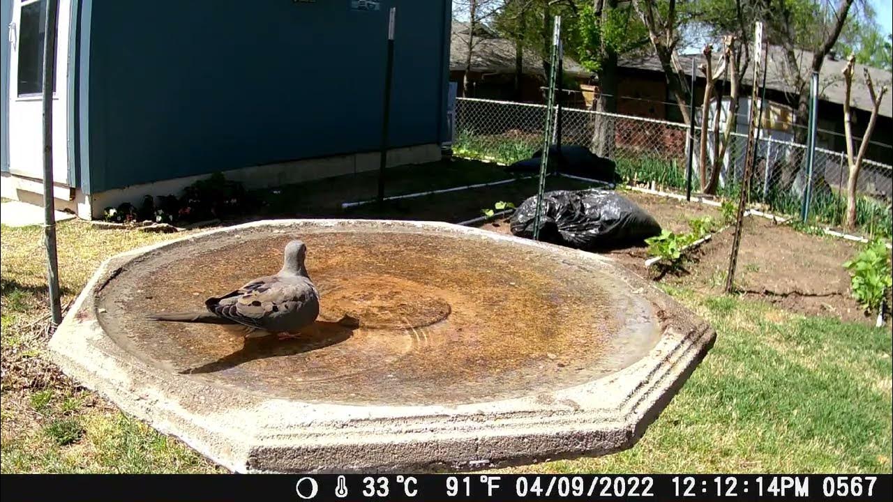 Vikeri Digital Trail Camera Model A1 - YouTube