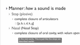 Phonology and Phonetic Transcription 7 Manner Stop Nasal Glide