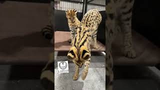 Hanging out with my African Serval Cats! #cats #cat by Lavish Savannah’s 507 views 2 years ago 2 minutes, 14 seconds