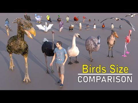 Video: Ar raudonuodegis vanagas valgo viščiukus?