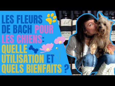 Vidéo: Fleurs de Bach pour chiens malades