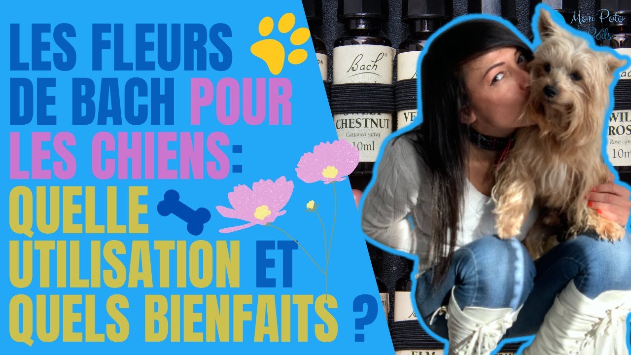 LES FLEURS DE BACH POUR LES CHIENS:🌼 QUELLE UTILISATION ET QUELS