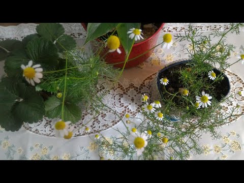 Vídeo: Flores De Camomila - Instruções De Uso, Preço, Avaliações, Análogos