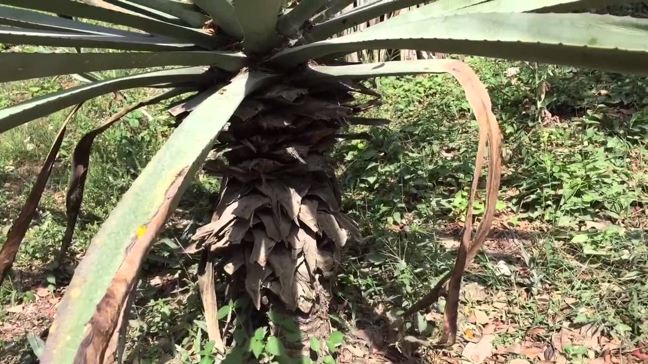 QUICK CLIP MASSIVE TEQUILA PLANTS WITH HUGE BLOOMS YouTube