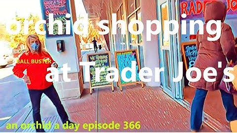 AN ORCHID A DAY EPISODE 366  ORCHID SHOPPING AT TRADER JOE