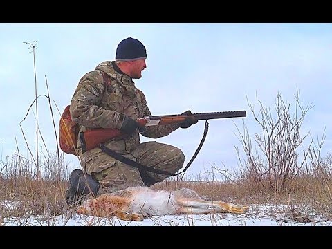 Охота на зайца. Выпал первый снег. Зайца много в этом сезоне.