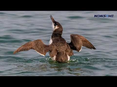 North Sea auk