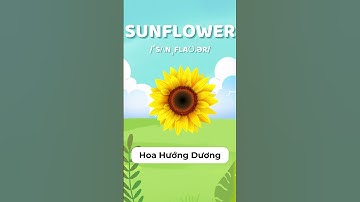 Từ vựng tiếng Anh cho trẻ nhỏ: Hoa Hướng Dương