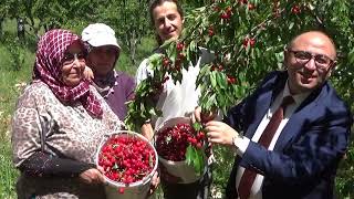 Mersin Erdemli ‘de Kiraz Hasadı Başladı