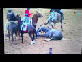 2026 Kentucky Derby Horse Great White Rolls Over On Track 