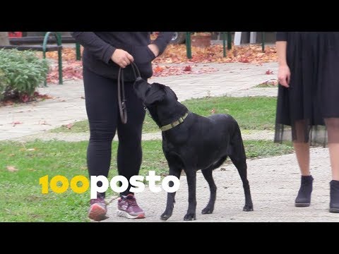 Video: Kako Se Riješiti Straha Od Pasa