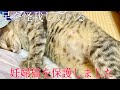 もう頑張らなくていいよ。足を怪我した妊娠した猫を保護しました。#保護猫 #猫出産